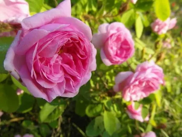 تصویر 3 از خرید و قیمت غنچه گل محمدی + فروش صادراتی